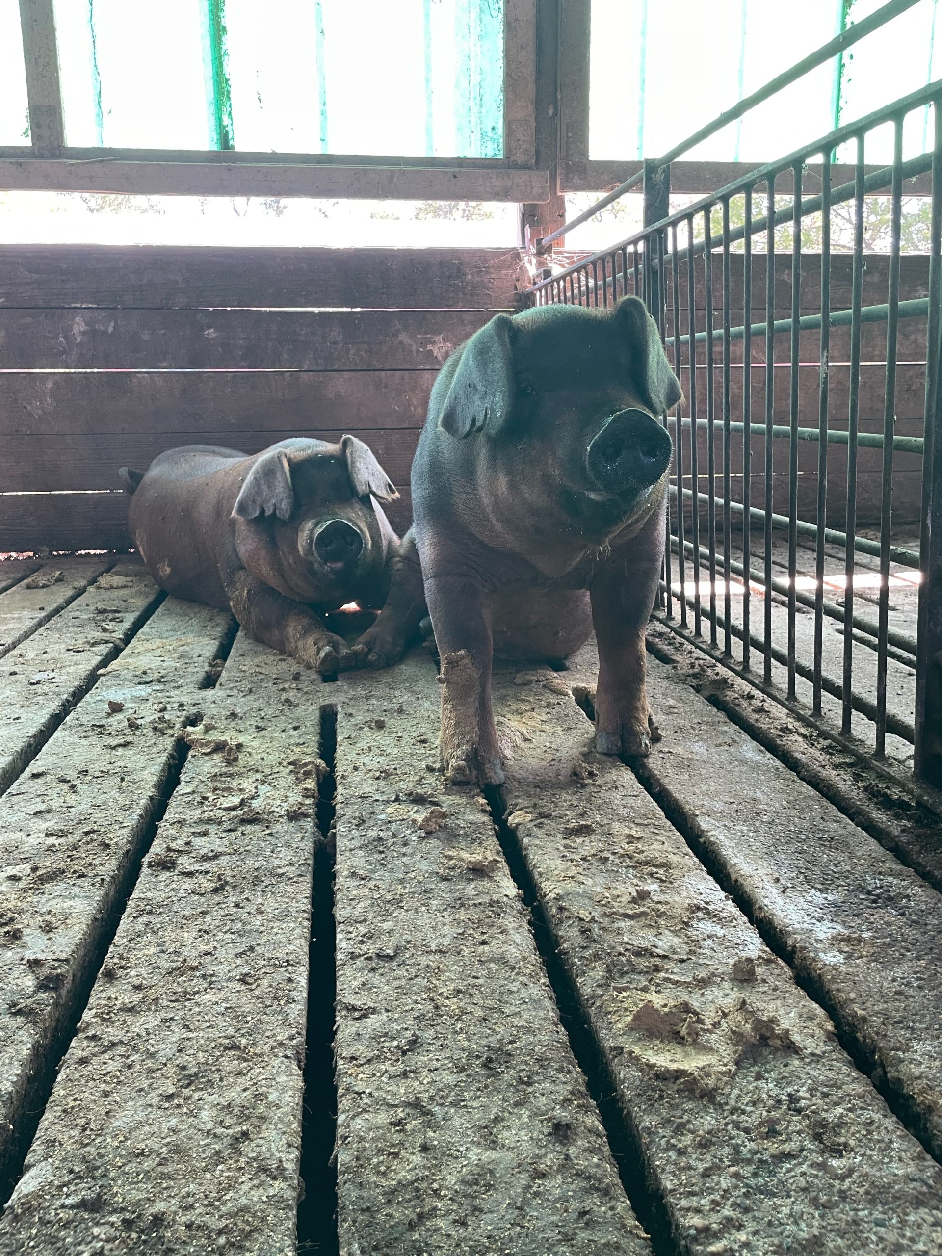 Two Duroc pigs on slats. (Photo by Natalie Sleichter.)