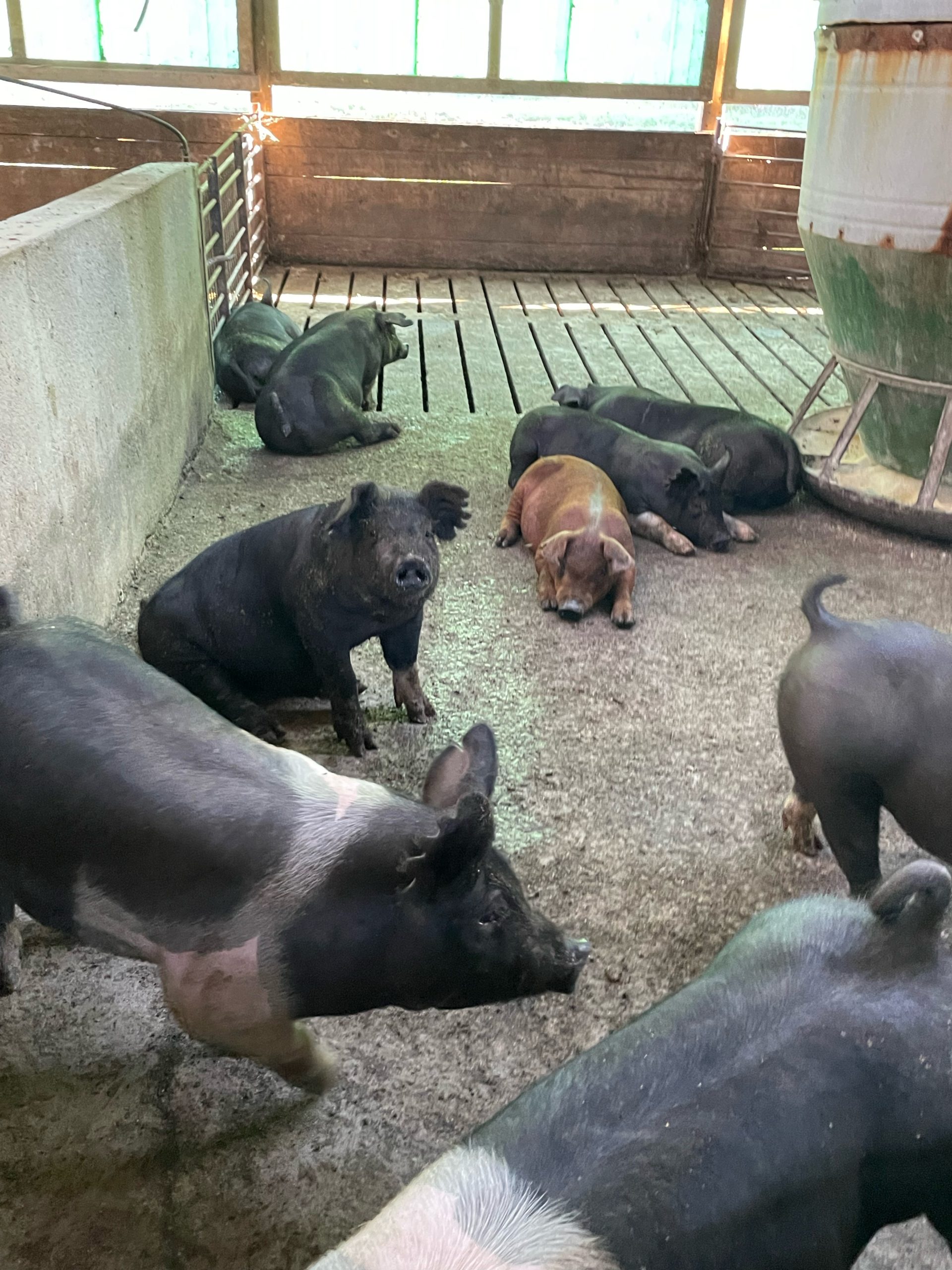 Two pigs sitting amongst a group. (Journal photo by Natalie Sleichter.)