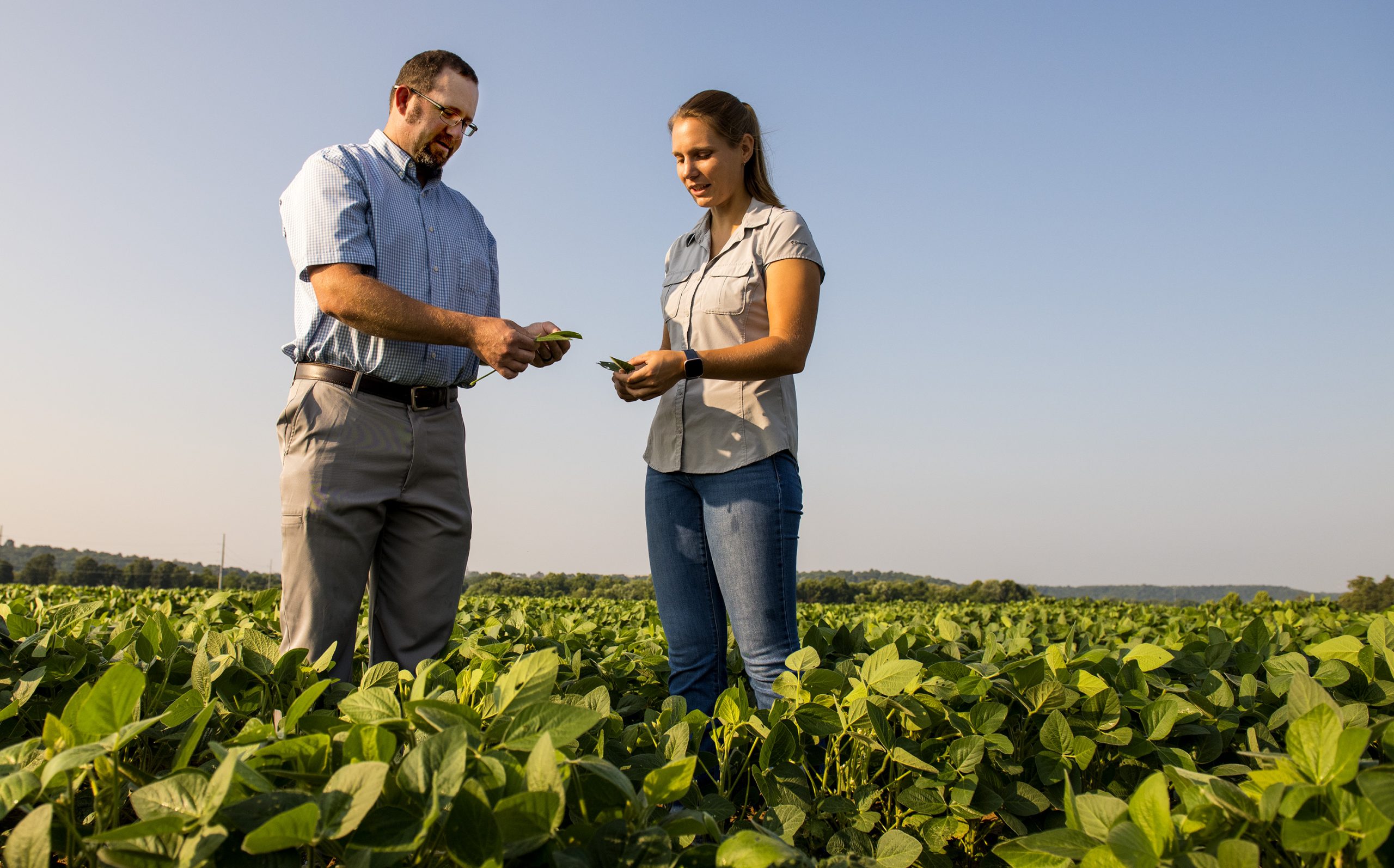 Trent Roberts, associate professor of soil fertility and soil testing, and senior graduate assistant Carrie Ortel, examine soybean plants for signs of nutrient deficiency. (Photo by Fred Miller, U of A System Division of Agriculture.)