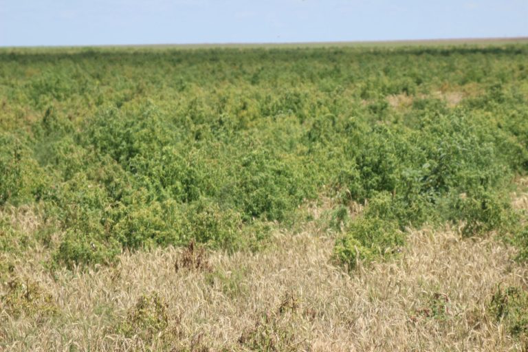 Late spring and early summer rains have helped crops but have weeds have also benefited from the moisture. (Journal photo by Dave Bergmeier.)