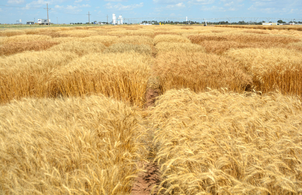 Texas A&M AgriLife Research wheat variety plots near Bushland will provide good yield data. (Texas A&M AgriLife Communications courtesy photo by Kay Ledbetter.)