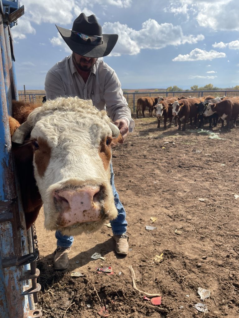 Closeup of white-faced cow, an unknown cowboy, and a group of white-faced cows in the background. (Journal photo by Jennifer Theurer.)