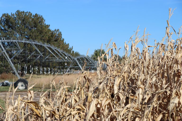 Corn waiting for harvest. (Photo by Chabella Guzman.)