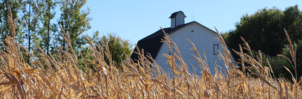 Corn and barn in fall. (Photo by Chabella Guzman.)