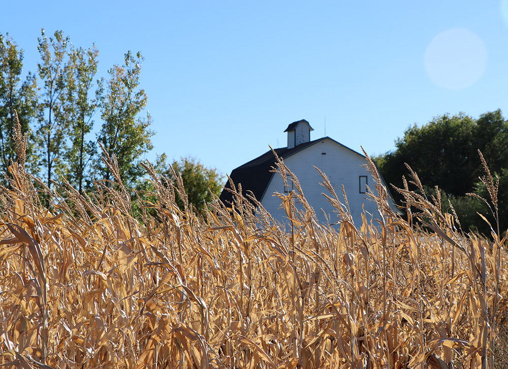 Corn and barn in fall. (Photo by Chabella Guzman.)