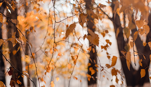 Some trees may be slow to shed their fall leaves, says Kansas State University horticultural expert Cynthia Domenghini. It may signal a problem. (Photo courtesy of K-State Research and Extension.)