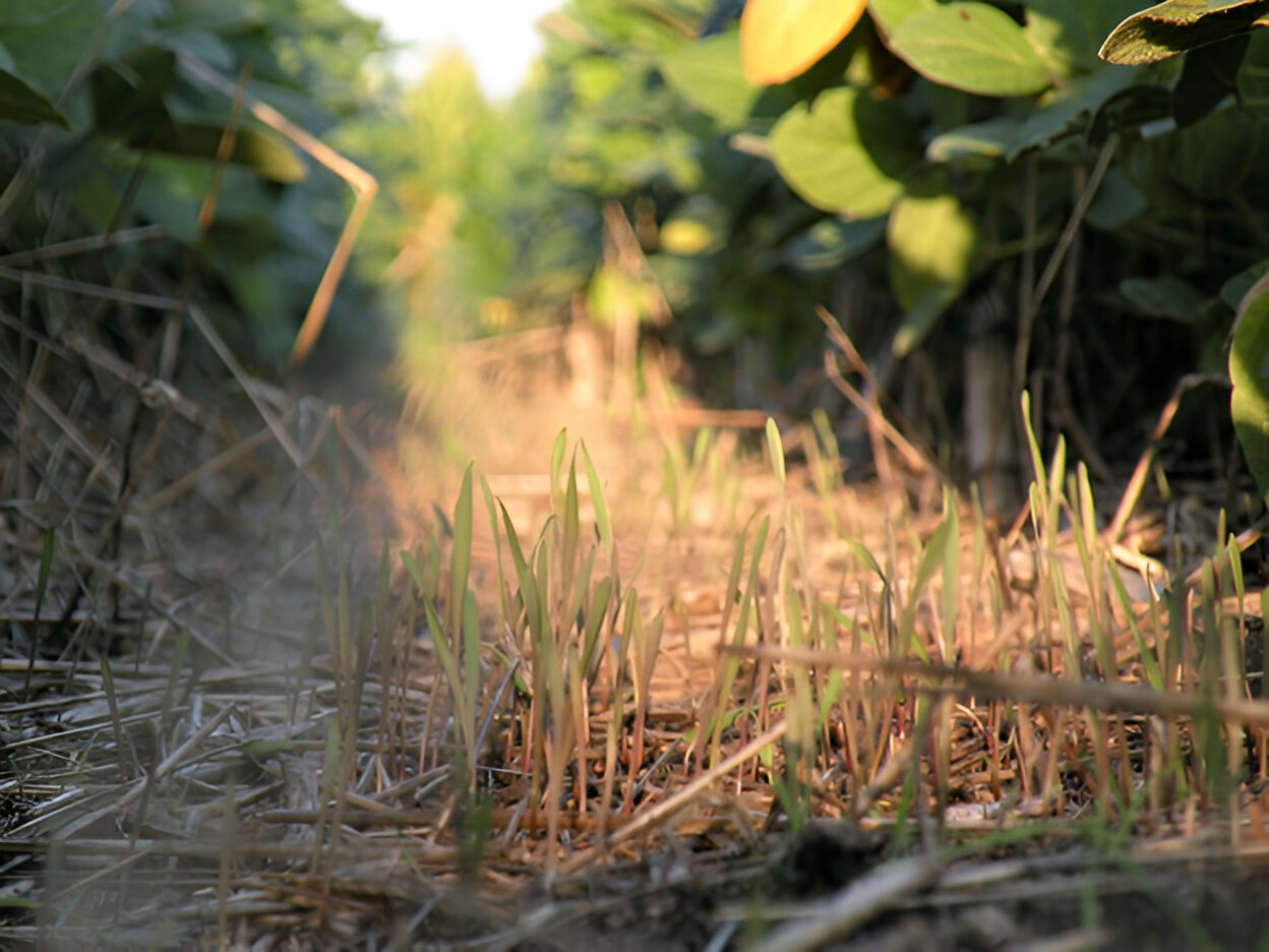 Cover crops emerging in a field of soybeans (Photo: Iowa State University Extension and Outreach)