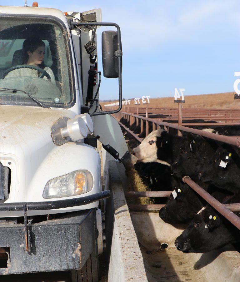 Cattle at the University of Nebraska-Lincoln Panhandle Research Feedlot wait for their feed rations from a truck driven by Sofia Canafoglia, a visiting scholar. (Photo by Chabella Guzman.)