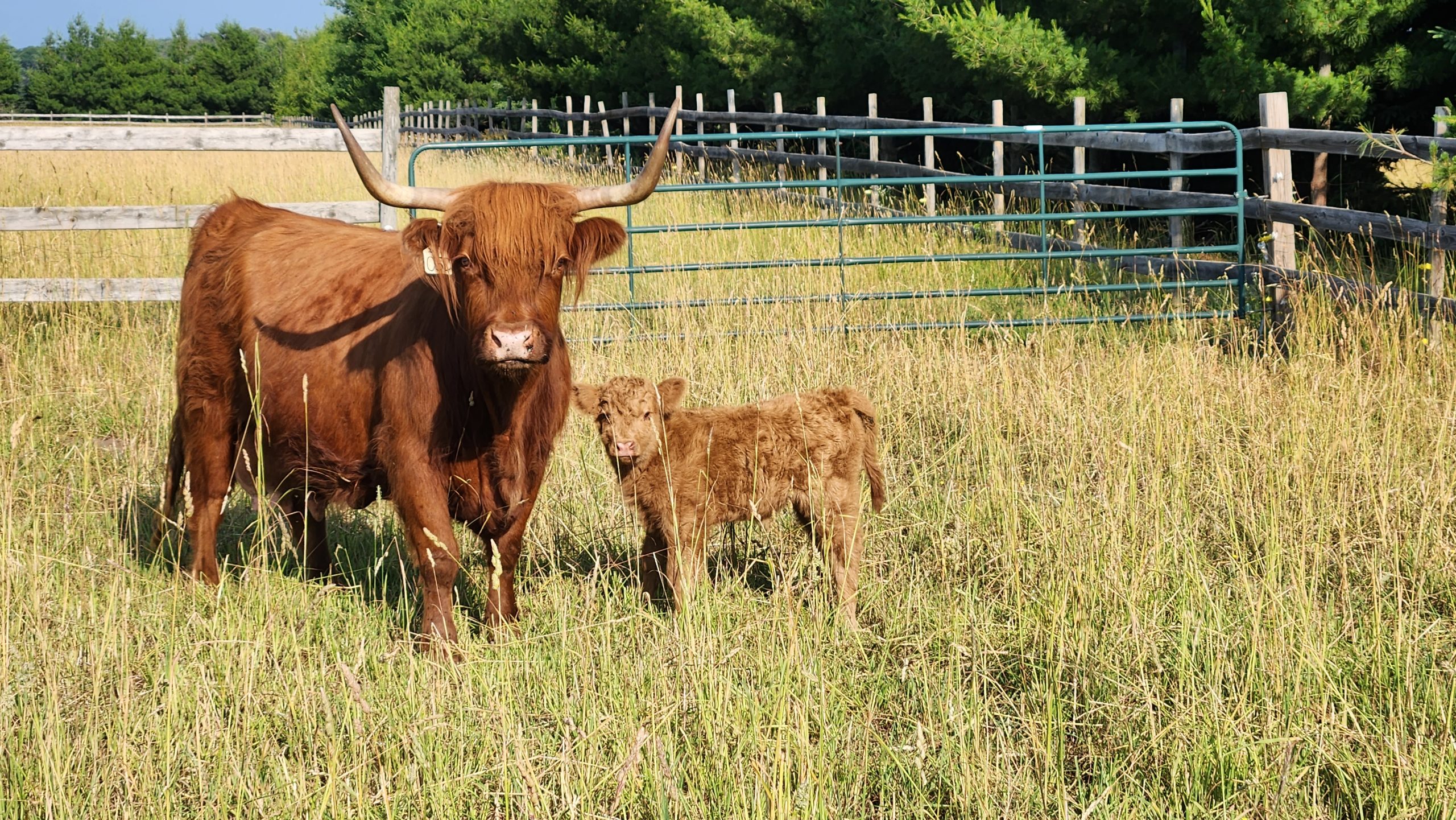 Red Highland cow and calf stand in a pasture.(Photo courtesy of American Highland Cattle Association.)