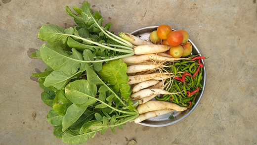 Horseradish should be harvested when the leaves have died back due to frost. (Photo courtesy of Kansas State University Research and Extension.)