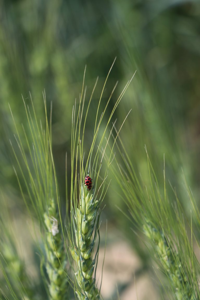 A spotted Ladybug rests on some wheat from this summer. (Photo by Chabella Guzman.)