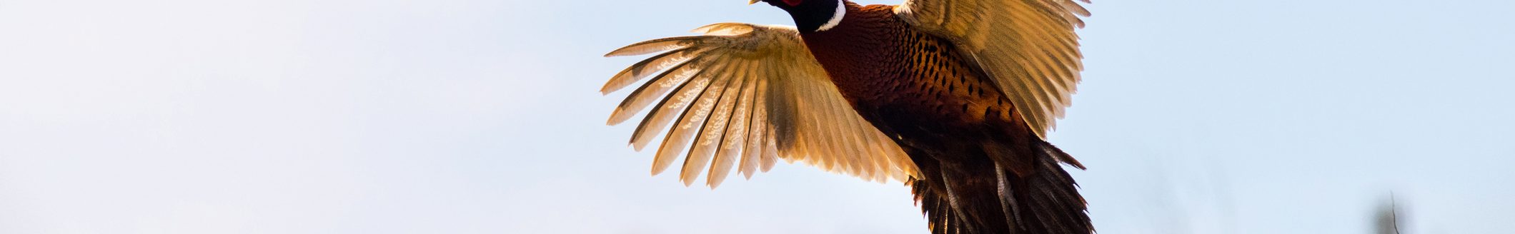 Pheasant (Phasianus colchicus) in flight closeup (Photo: iStock - chris2766 - www.chrissmithphotos.net)