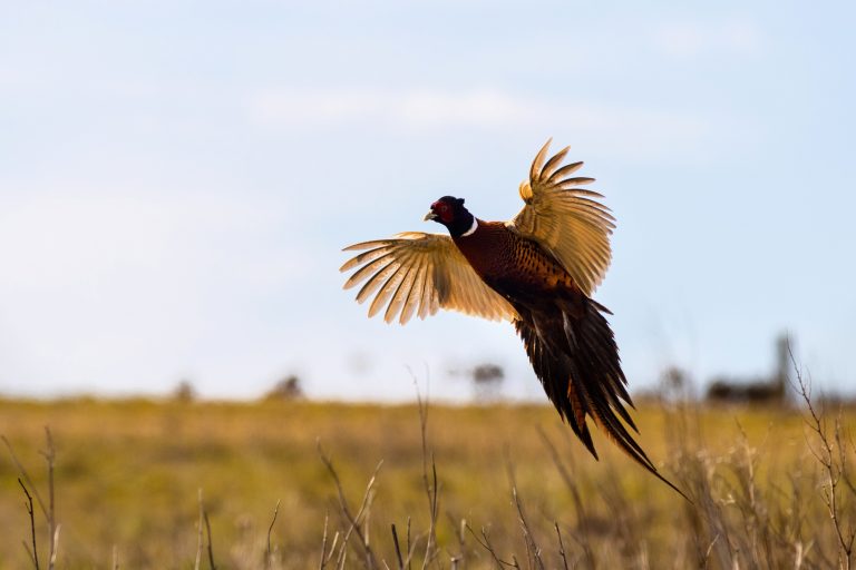 Pheasant (Phasianus colchicus) in flight closeup (Photo: iStock - chris2766 - www.chrissmithphotos.net)