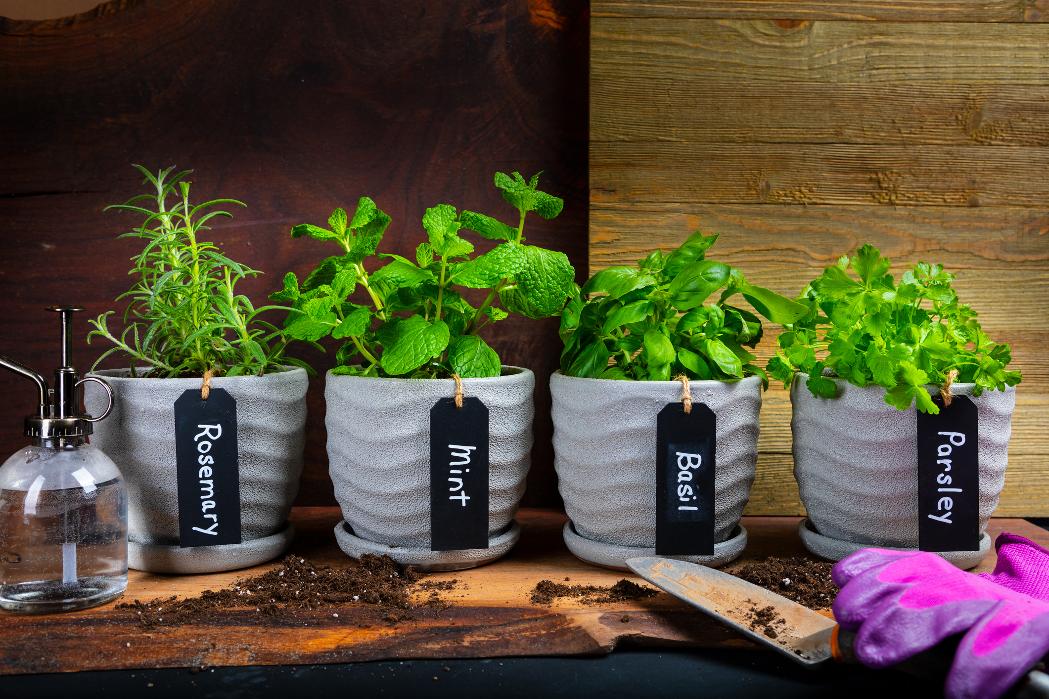 Variety of Indoor Herb Plant Garden in Flower Pots on a table (Photo: iStock - EJGrubbs)
