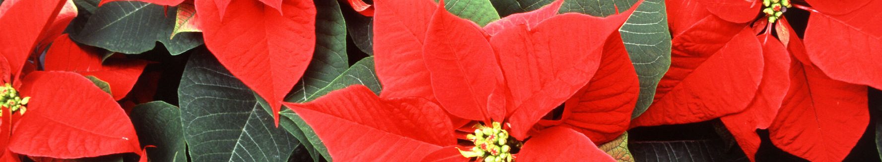 The poinsettia's small flowers are surrounded by colorful leaves called bracts. (Photo by Scott Bauer, Agricultural Research Service.)