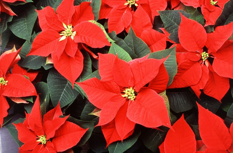 The poinsettia's small flowers are surrounded by colorful leaves called bracts. (Photo by Scott Bauer, Agricultural Research Service.)