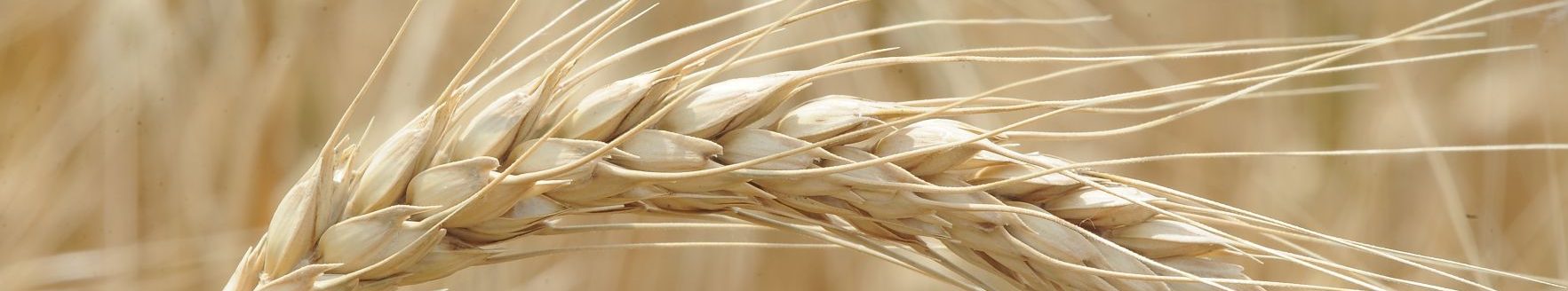 Wheat (Photo by Todd Johnson.)