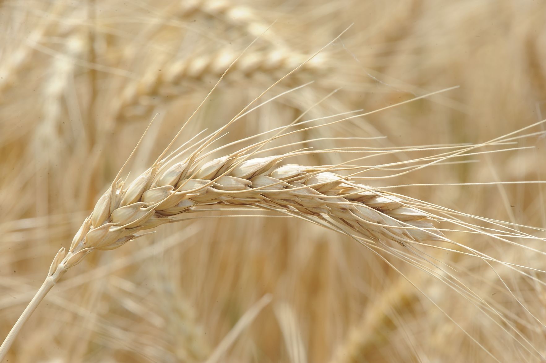 Wheat (Photo by Todd Johnson.)