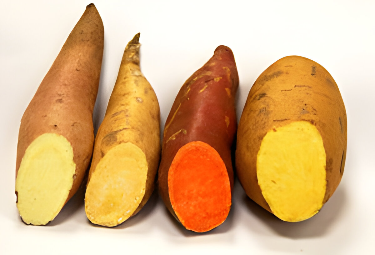 SWEET POTATO OR YAM--Beauregard B-14 (third from left) is the sweet potato most often advertised and sold under the name of “yam.” Bonita (left) and O'Henry (second from left) are among the most popular other varieties eaten in the U.S. On the right is an unreleased breeding line being tested. (Photo courtesy of UAPB.)
