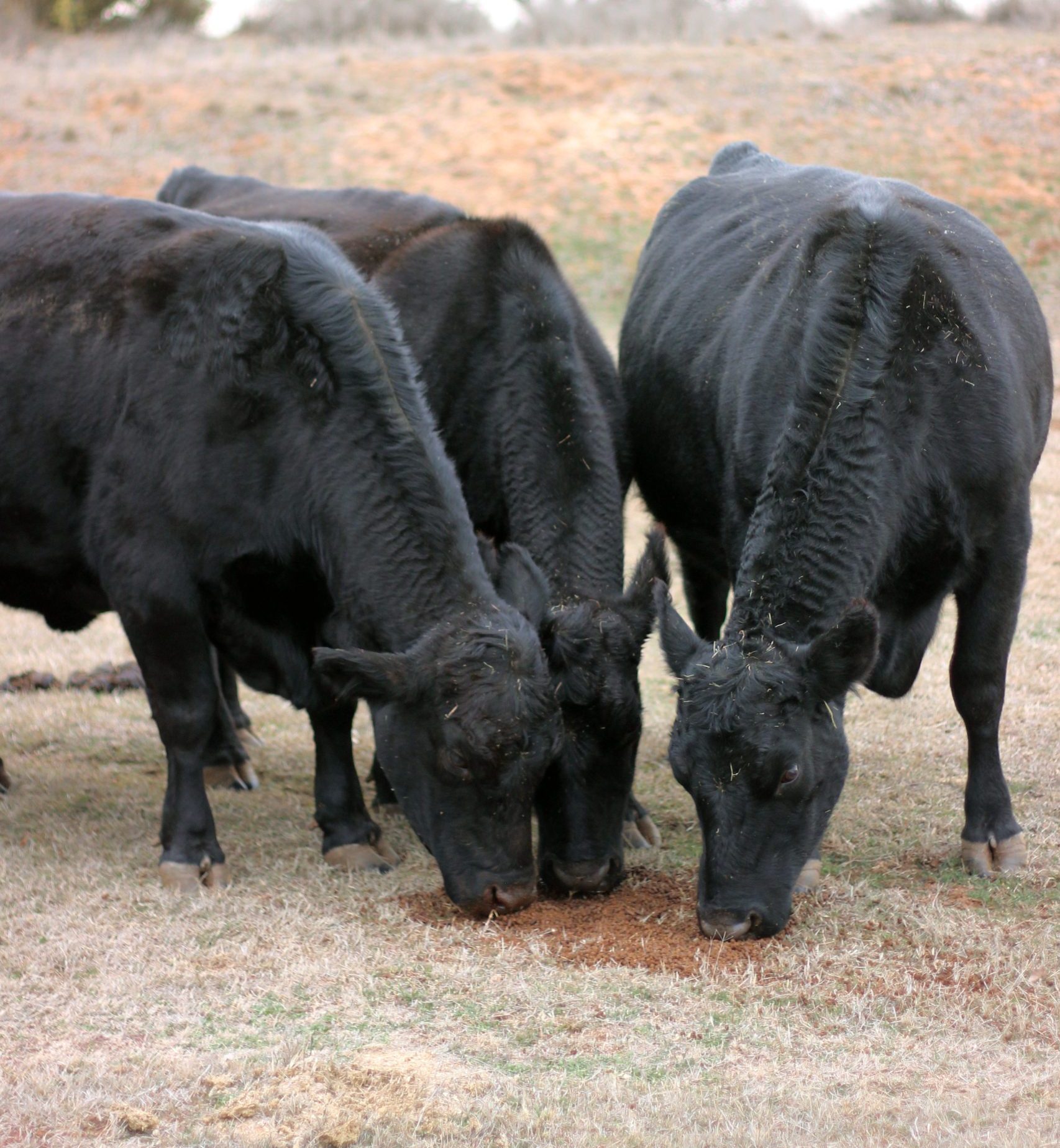 Anthrax infections in cattle can strike quickly and without warning. North Dakota has seen 25 cases this year that led to the deaths of 170 cattle. (Journal photo by Lacey Vilhauer.)