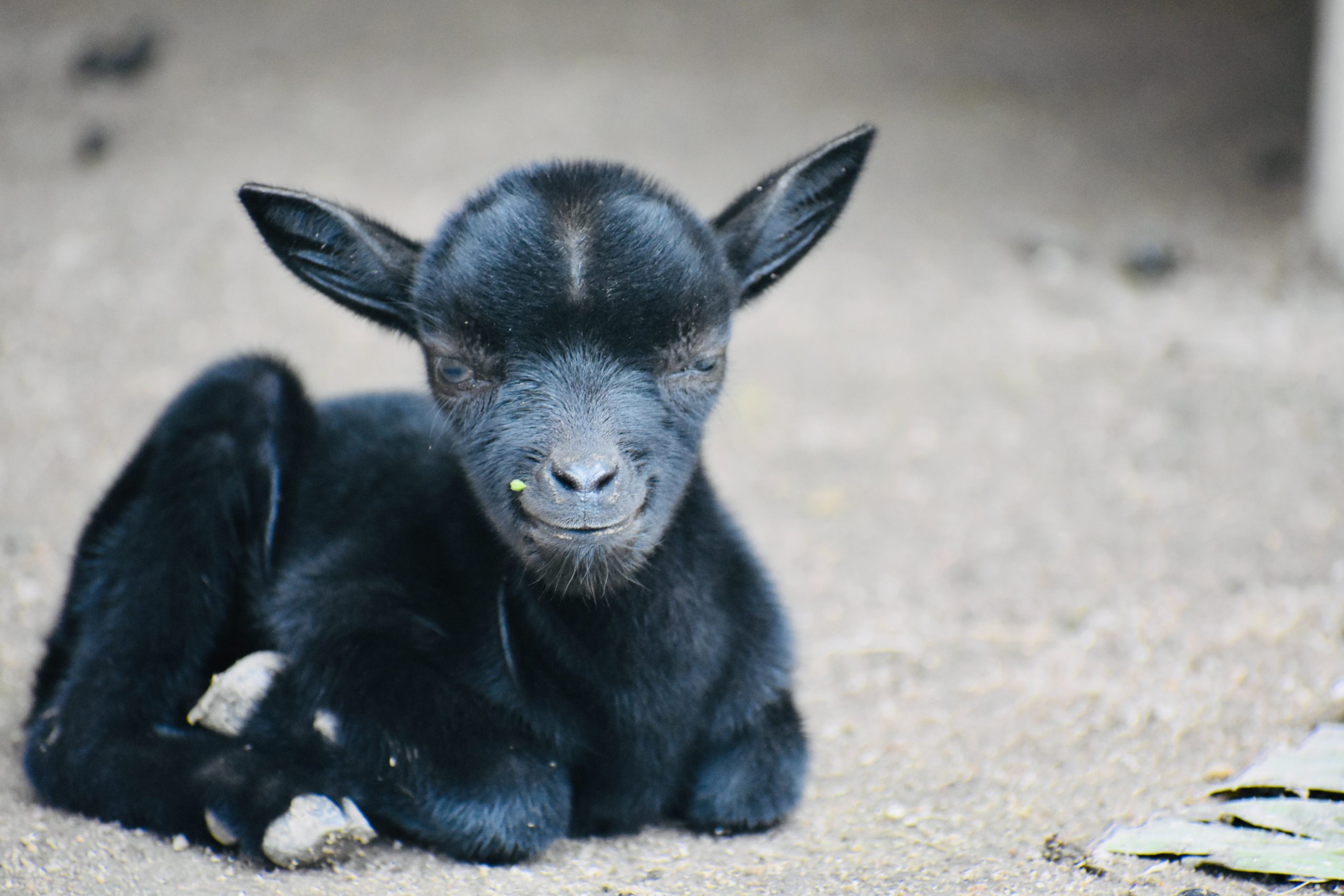 Baby goat. (Photo by Blaxtar Essentials, Pexels.)