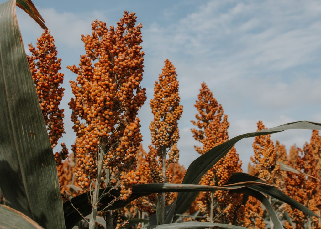 Ripe milo or grain sorghum. (Courtesy photo.)