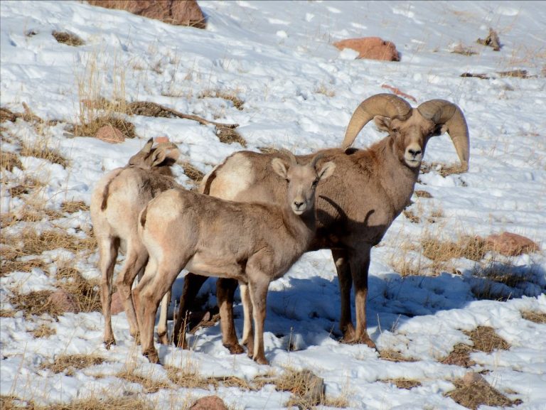 Colorado bighorn sheep.(Photo courtesy of Colorado Parks and Wildlife/Bill Vogrin.)