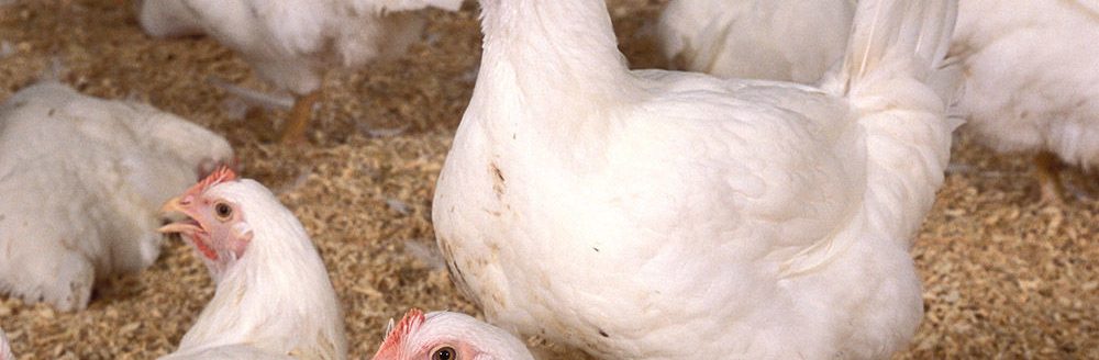Chickens (Photo: USDA-ARS photo by Stephen Ausmus)