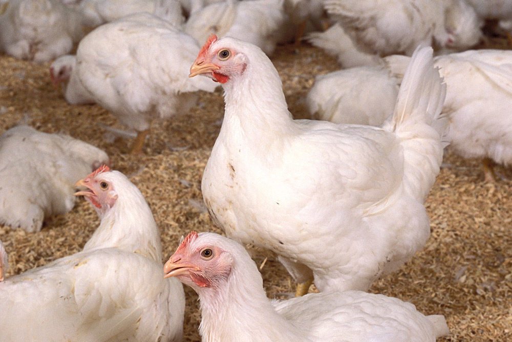 Chickens (Photo: USDA-ARS photo by Stephen Ausmus)