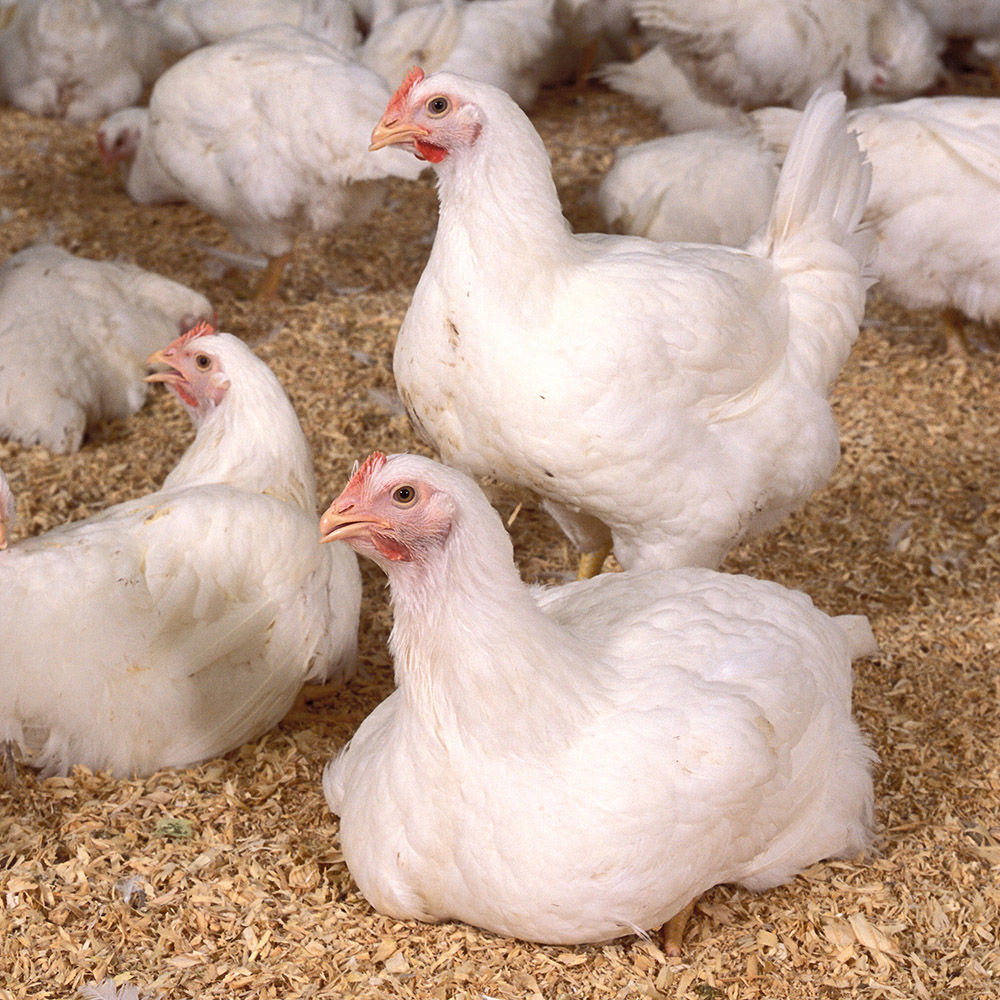Chickens (Photo: USDA-ARS photo by Stephen Ausmus)