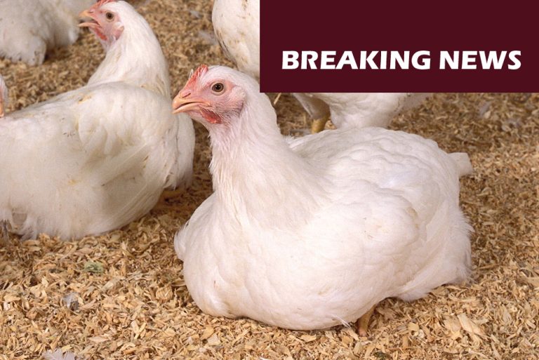 Chickens (Photo: USDA-ARS photo by Stephen Ausmus)