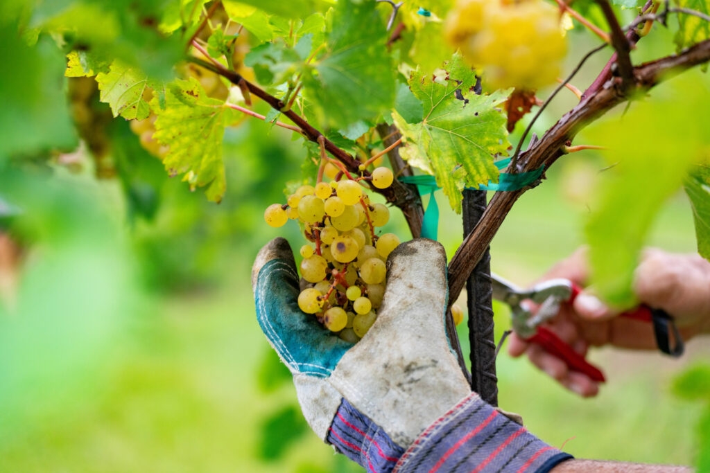 Harvesting Texas grapes. (Photo courtesy of Texas A&M AgriLife.)