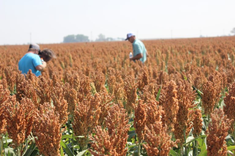 Producers take a look at the latest in conservation techniques in western Kansas that included cover crops. (Journal photo by Dave Bergmeier.)