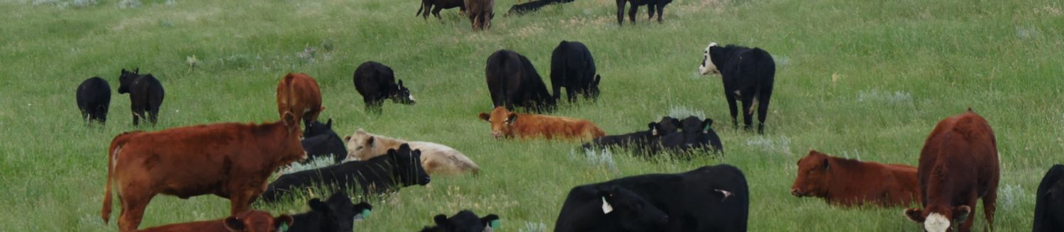 Cows graze a field in northeast Wyoming. (Photo courtesy of University of Wyoming Extension.)