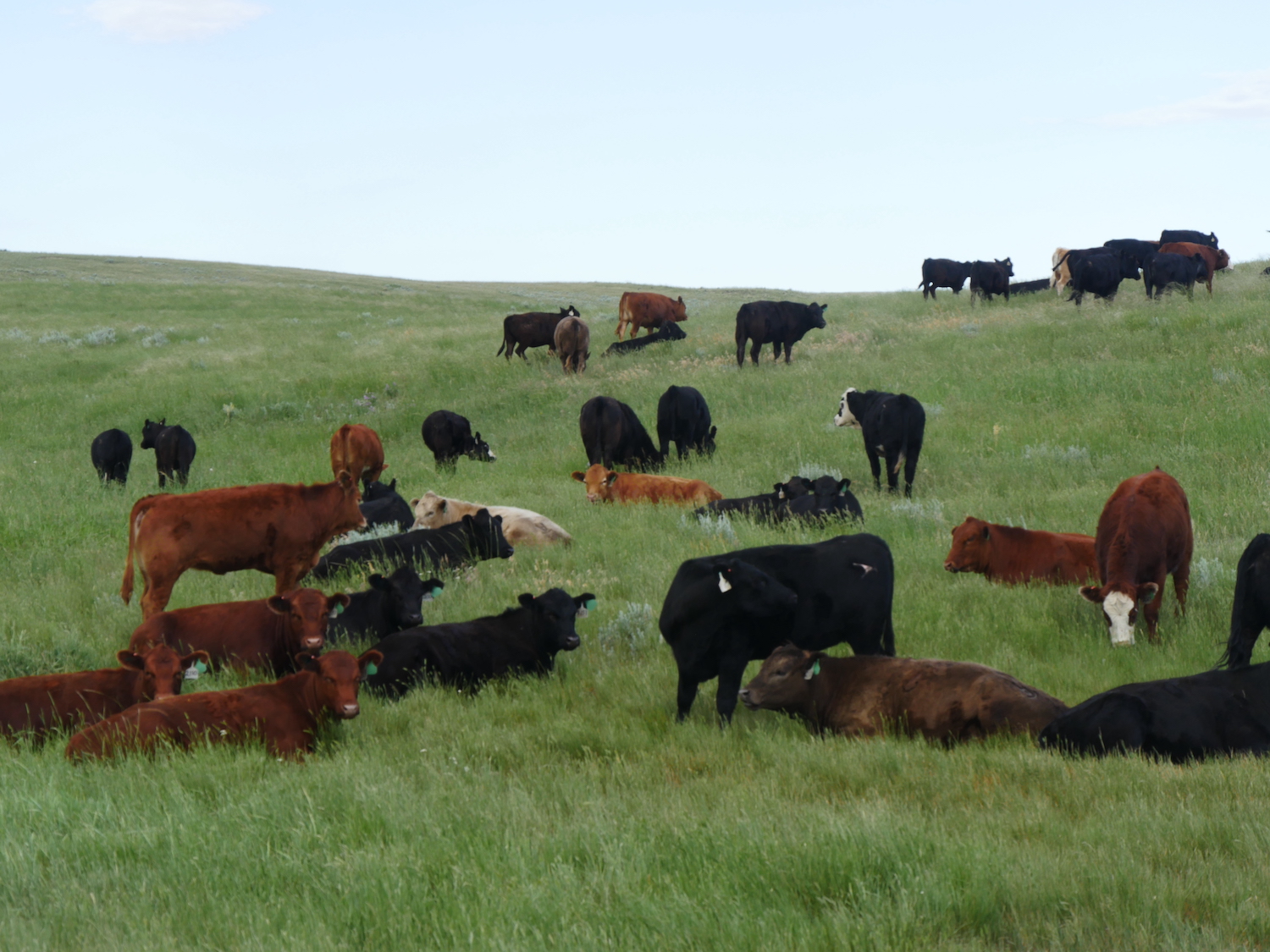 Cows graze a field in northeast Wyoming. (Photo courtesy of University of Wyoming Extension.)