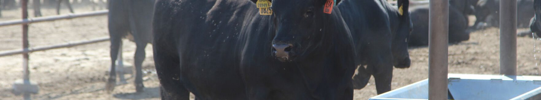 Feedyard cattle need acess to fresh, clean water during their stay in the yard. In times of extreme heat, high humidity or no wind, water becomes even more critical. (Journal photo by Kylene Scott.)