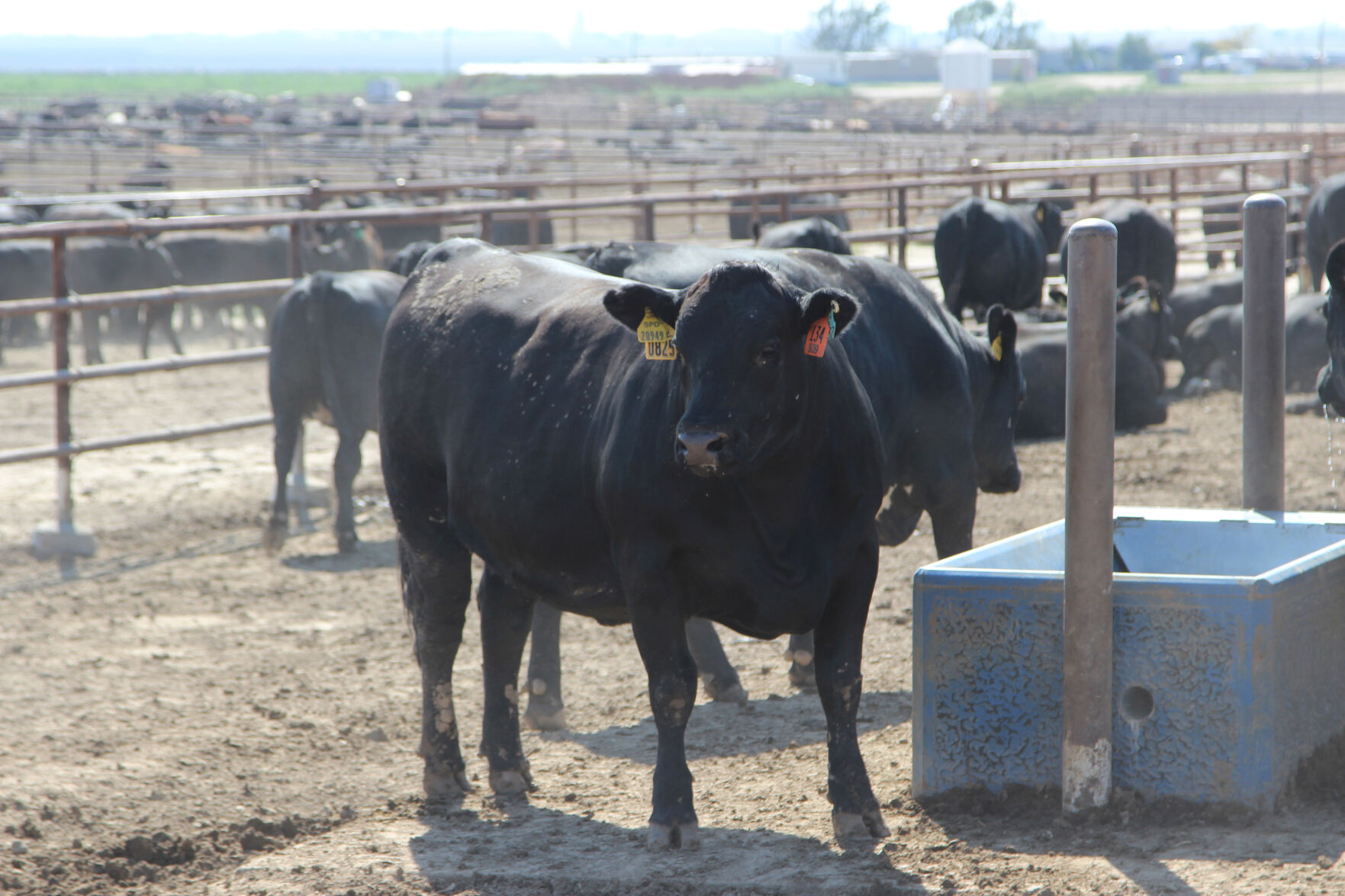 Feedyard cattle need acess to fresh, clean water during their stay in the yard. In times of extreme heat, high humidity or no wind, water becomes even more critical. (Journal photo by Kylene Scott.)