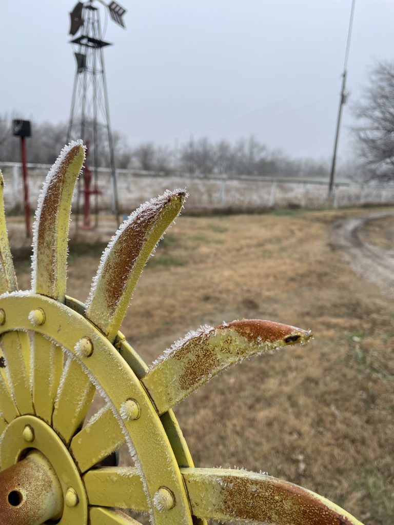 Frosty sunflower. (Journal photo by Jennifer Theurer.)