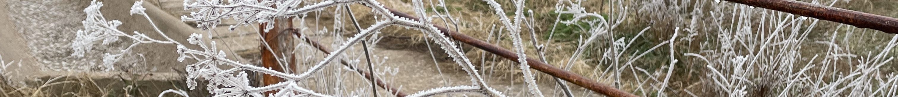 Frost covered weed along a fenceline. (Journal photo by Jennifer Theurer.)