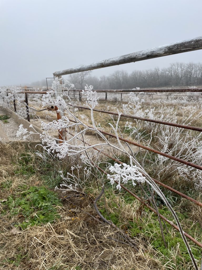 Frost covered weed along a fenceline. (Journal photo by Jennifer Theurer.)
