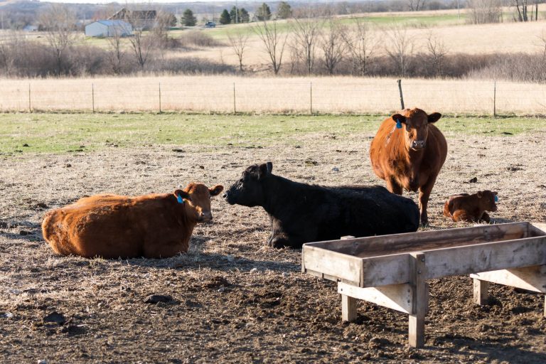 Cows kept in a confined area year-round have higher labor and feed costs associated with this production system. (Photo courtesy of Kansas State University Research and Extension.)