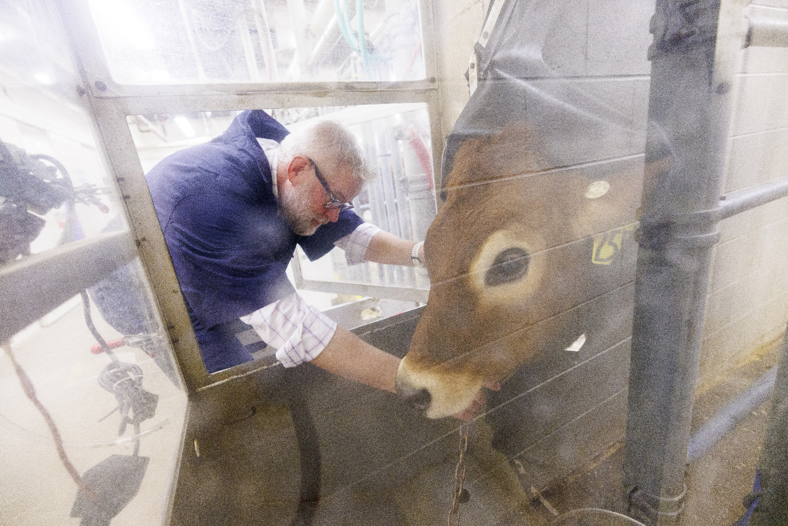 Paul Kononoff, professor of animal science, hooks up Lila, a 10-month-old jersey cow, in a portable booth, where her breath will be measured and sampled to determine the amount of methane produced by the animal. (Craig Chandler/University Communication and Marketing)