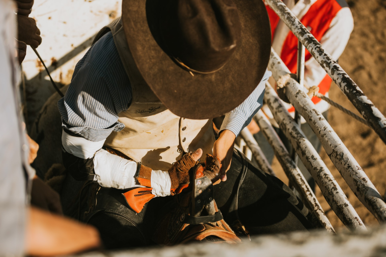Bull rider in the chute. (Photo courtesy of Oklahoma Panhandle State University.)
