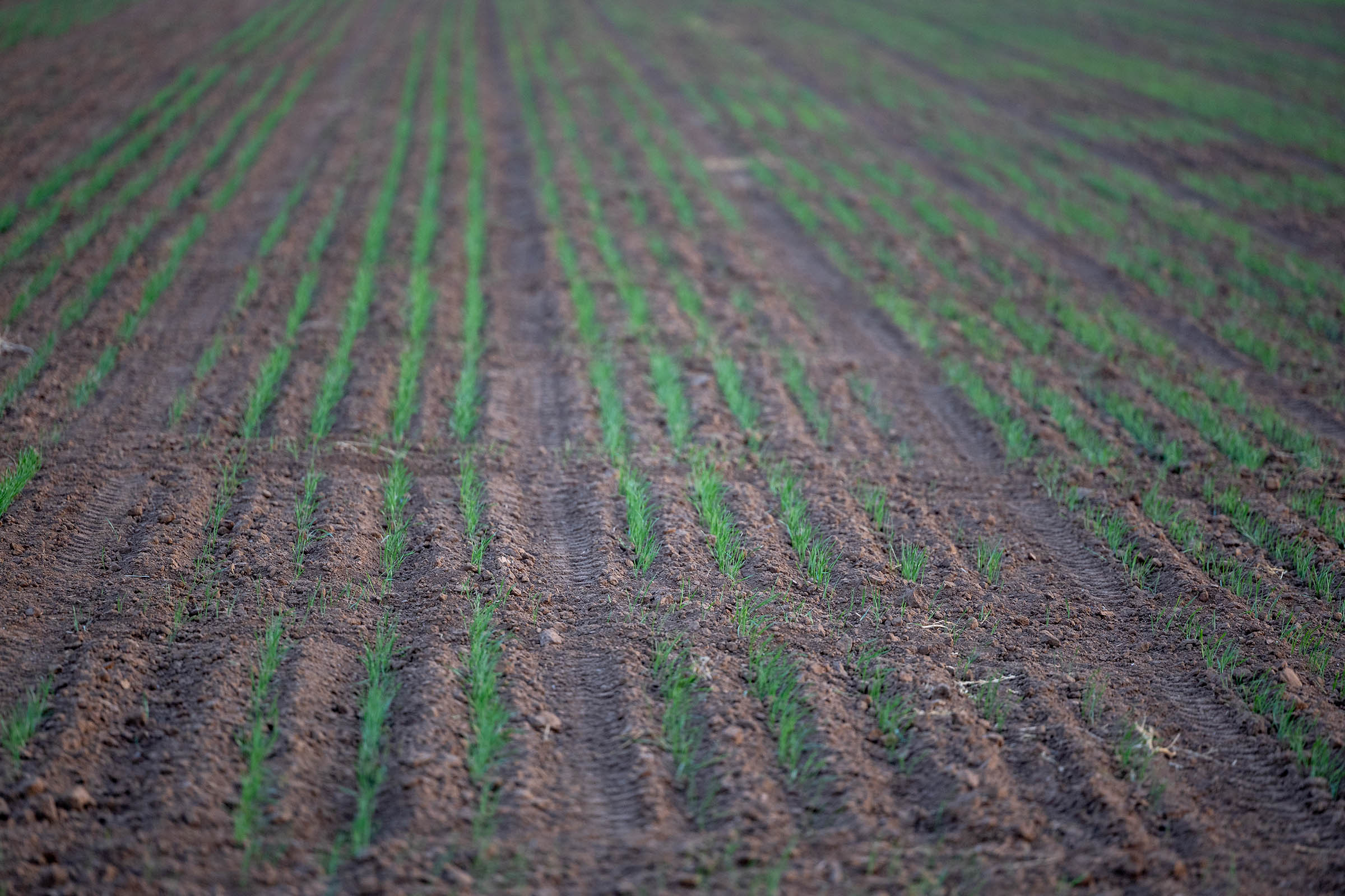 Oklahoma State University is continuing research on seeding rates and planting dates for short-season winter wheat. A previous study showed Butler’s Gold fares better when planted in December. (Photo by Mitchell Alcala, OSU Agriculture.)