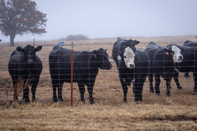 Proper heifer development is critical to the health and productivity of a cattle herd. (Photo by Todd Johnson, OSU Agriculture.)