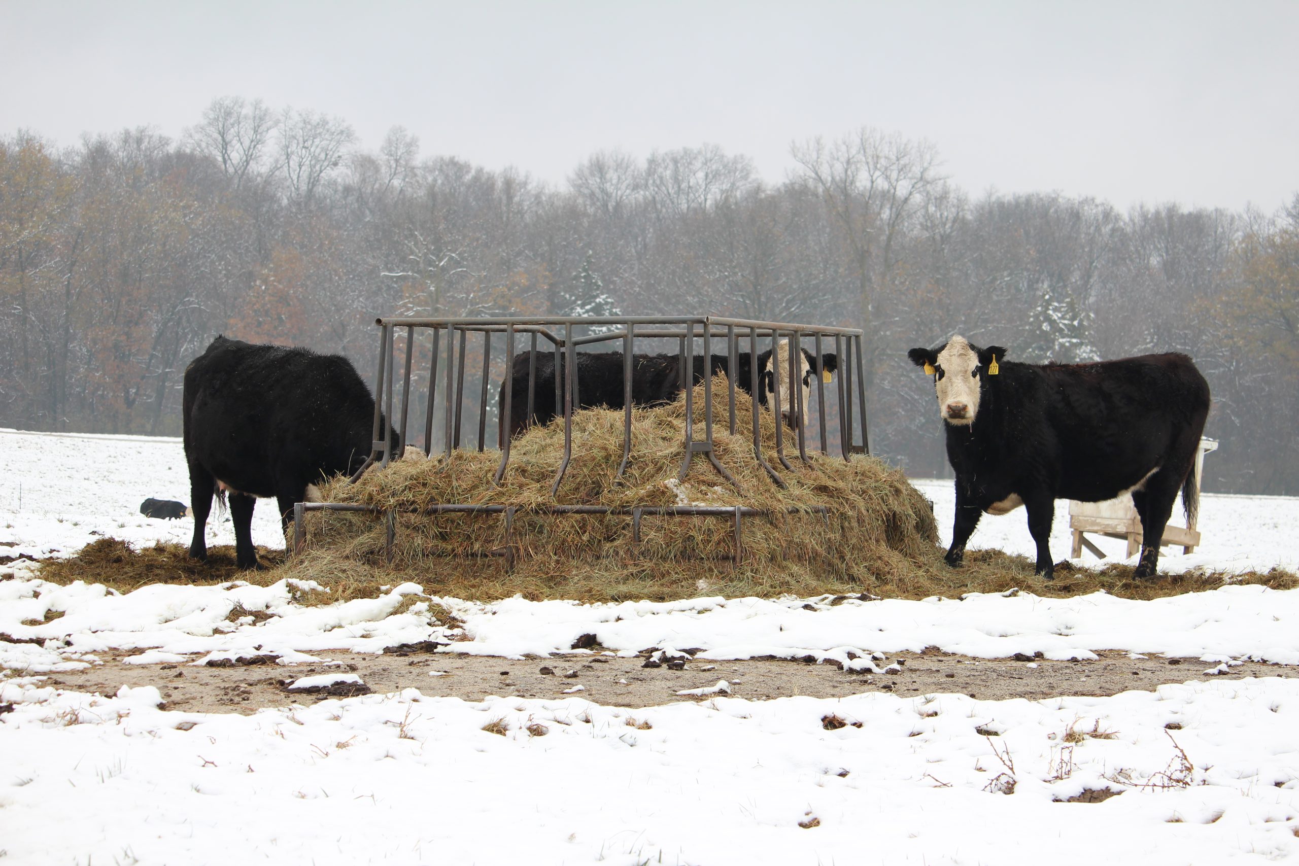 Rule of thumb: For every degree below the lower critical temperature, a cow’s energy requirement increases by 1%. That’s assuming the cow is in a body condition score 5 or greater. (Photo courtesy of Purina.)