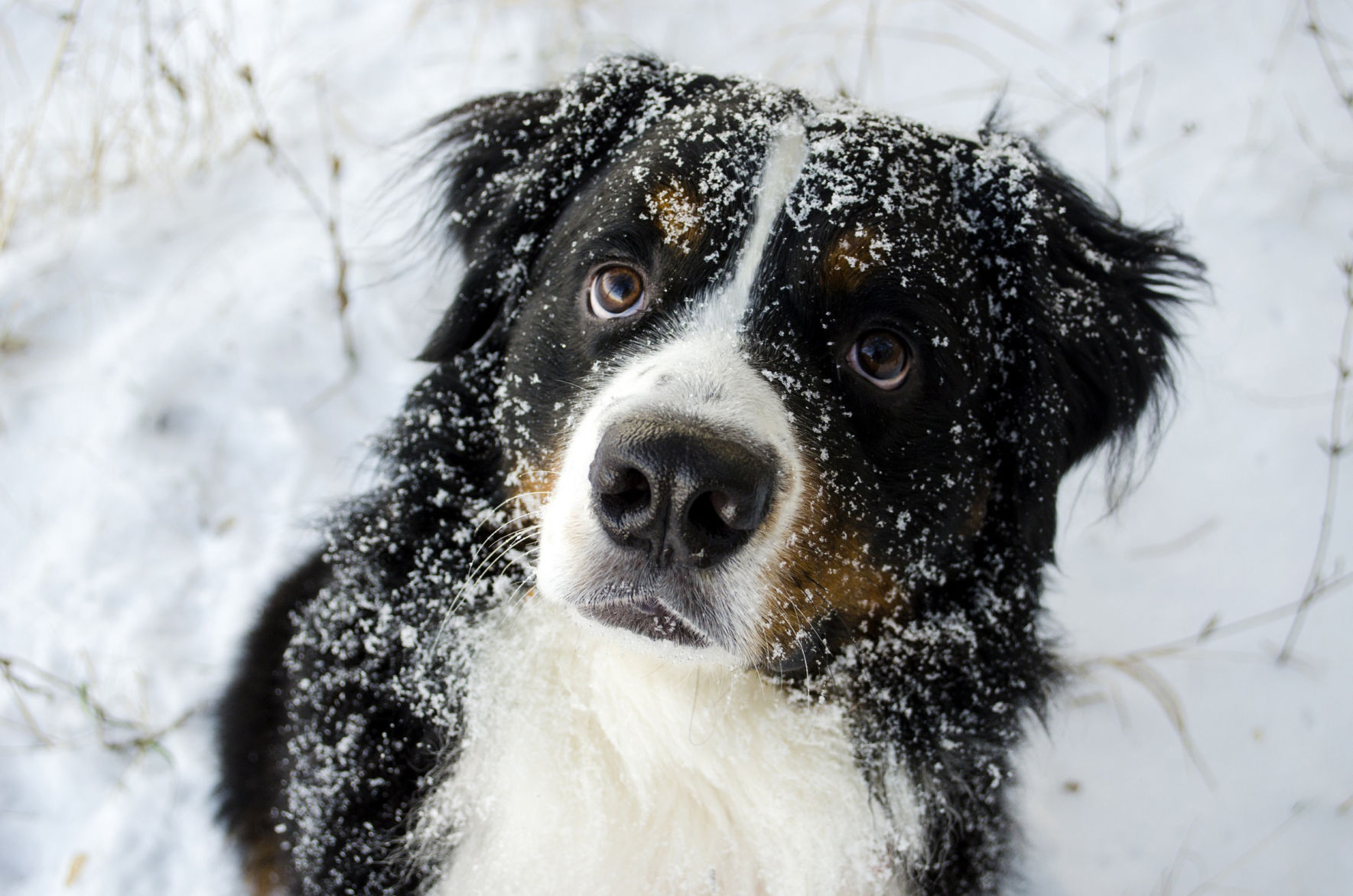 Pet owners must take action to ensure their four-legged friends stay warm and healthy through the winter season. (Photo courtesy of OSU Extension.)