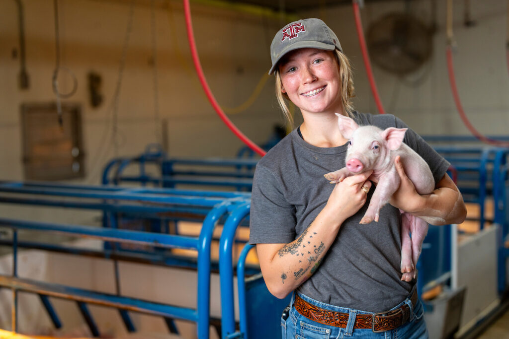 Carlie Rogers found her passion working with pigs in the Texas A&M Swine Center at the O. D. Butler Jr. Animal Science Complex as a student worker. (Texas A&M AgriLife photo by Michael Miller.)
