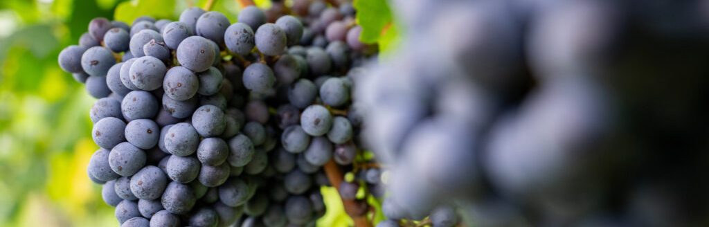 Texas grapes. (Photo courtesy of Texas A&M University AgriLife Extension.)