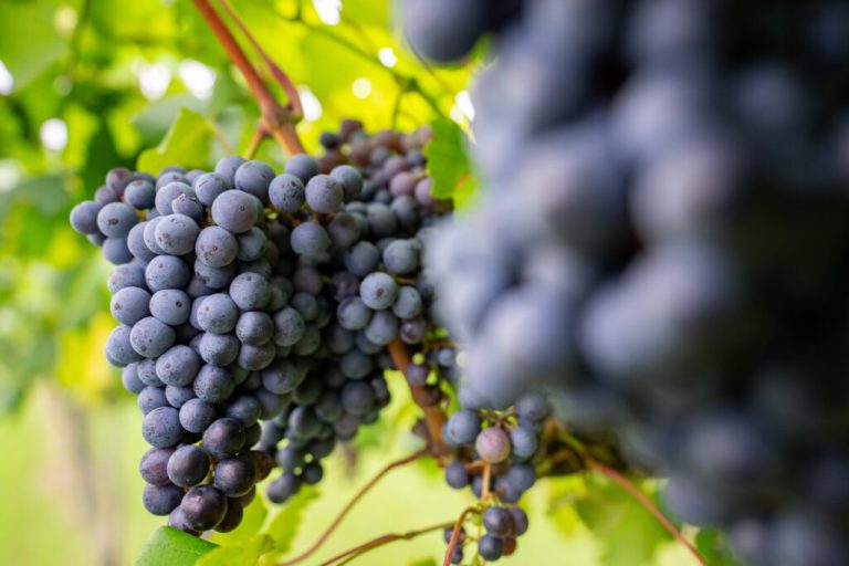 Texas grapes. (Photo courtesy of Texas A&M University AgriLife Extension.)